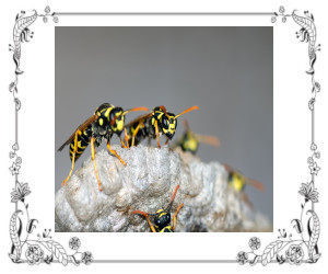 Two wasps on a wasp nest