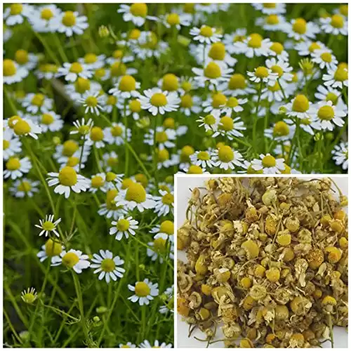 Chamomile, 8oz, soap making supplies, also for herbal extracts, tinctures, teas, salves, creams, lotions or lip balms.