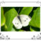 Cabbage Butterfly on Leaves