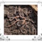 Earthworms in soil