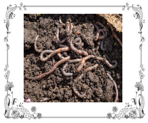 Earthworms Love Raisin Water