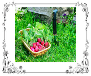 Radishes as Companion Plants